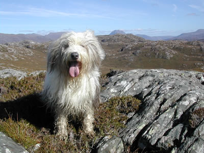 Pets are Very Welcome